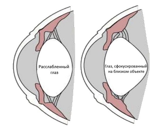 Почему портится зрение после 40 и как его сохранить