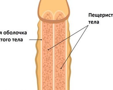 Чем грозит перелом члена и как это лечить