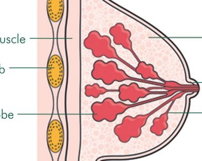9 фактов о груди и сосках