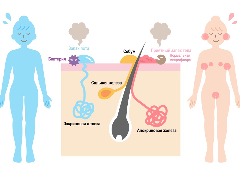От чего зависит запах пота и как его уменьшить